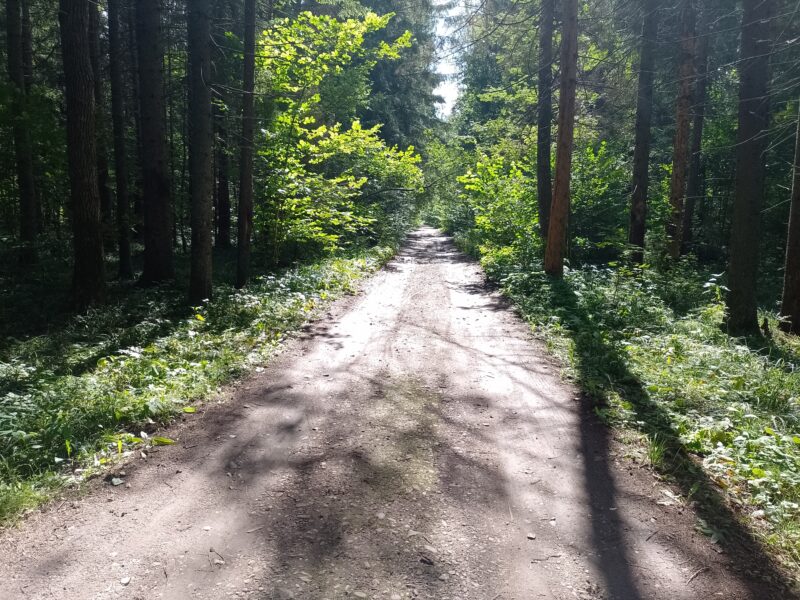 Автодорога (лыжероллеры) Н Горбово — Лызлово, состояние на 28 августа 2025 по отзыву, фото 13. 